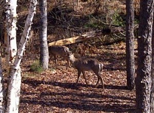 MI deer in yard 4