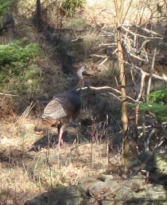 MI turkey in yard 002