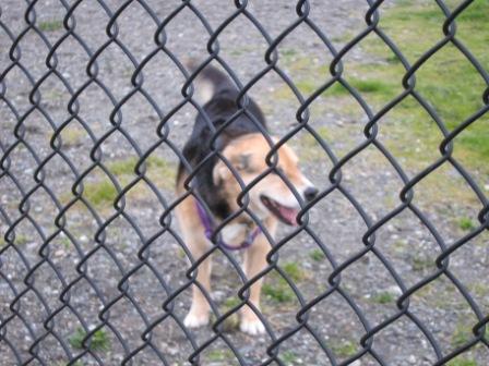 66 dog park with Joanne 006