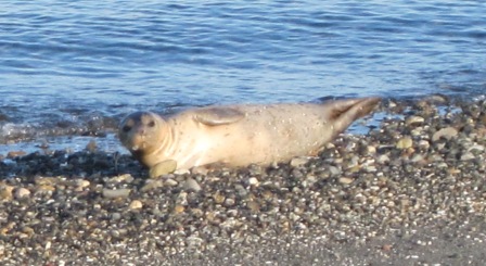 70 Edmonds baby seal 001
