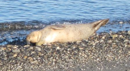 70 Edmonds baby seal 002