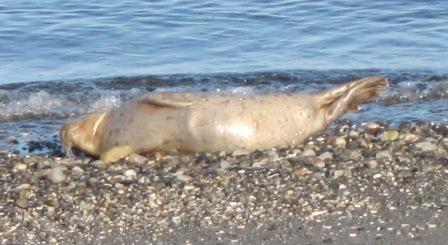 70 Edmonds baby seal 006
