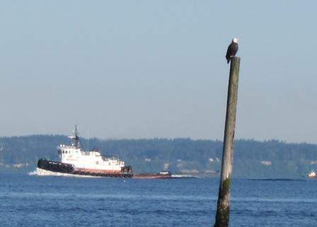 70 Edmonds eagle 004