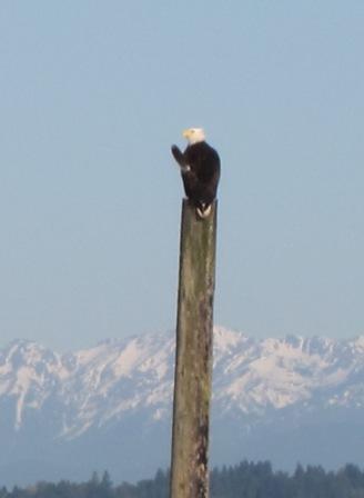 70 Edmonds eagle 009