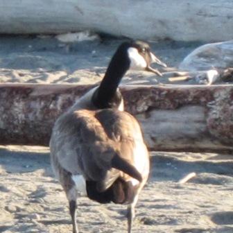 70 Edmonds geese 003