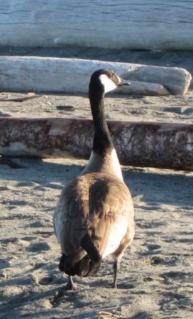 70 Edmonds geese 004