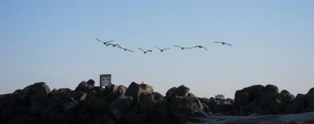 70 Edmonds geese 007