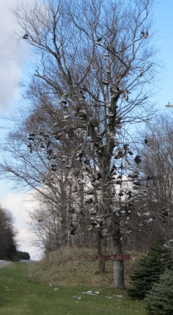 Boot Tree 001