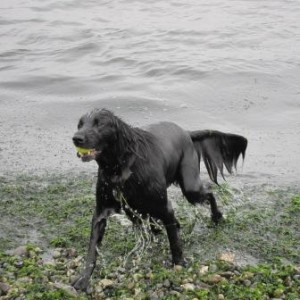 49dogs at beach 001