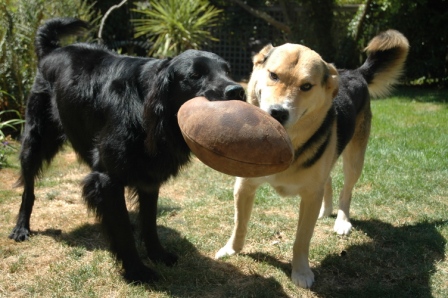 Football Dogs 111