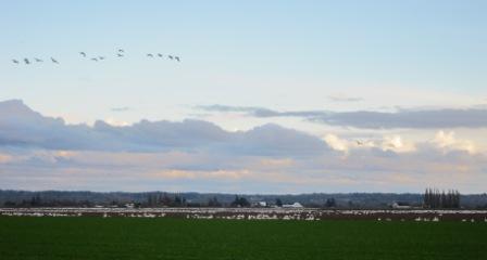 LaConner - flocks of geese 002