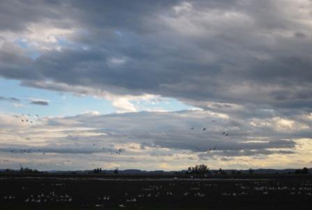 LaConner - flocks of geese 003