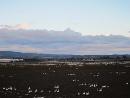 LaConner - flocks of geese 004