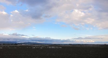 LaConner - flocks of geese 007