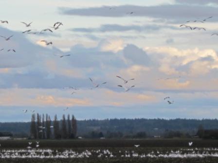 LaConner - flocks of geese 010
