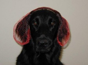 RiverHairnet034