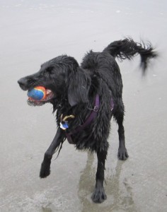 dogs on Chesterman Beach at Wick 005