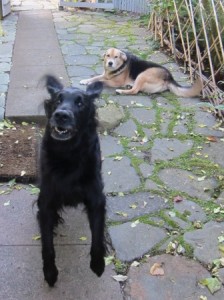 side yard with dogs 003