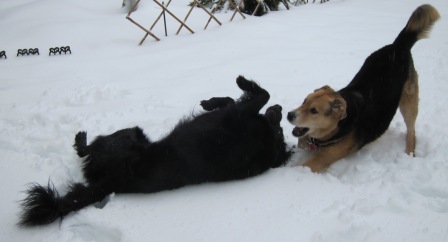 snow dogs 12