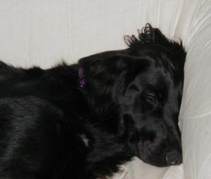 tired dogs8